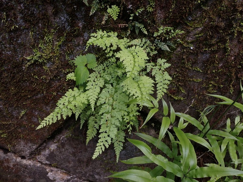 Dennstaedtia wilfordii photo 6