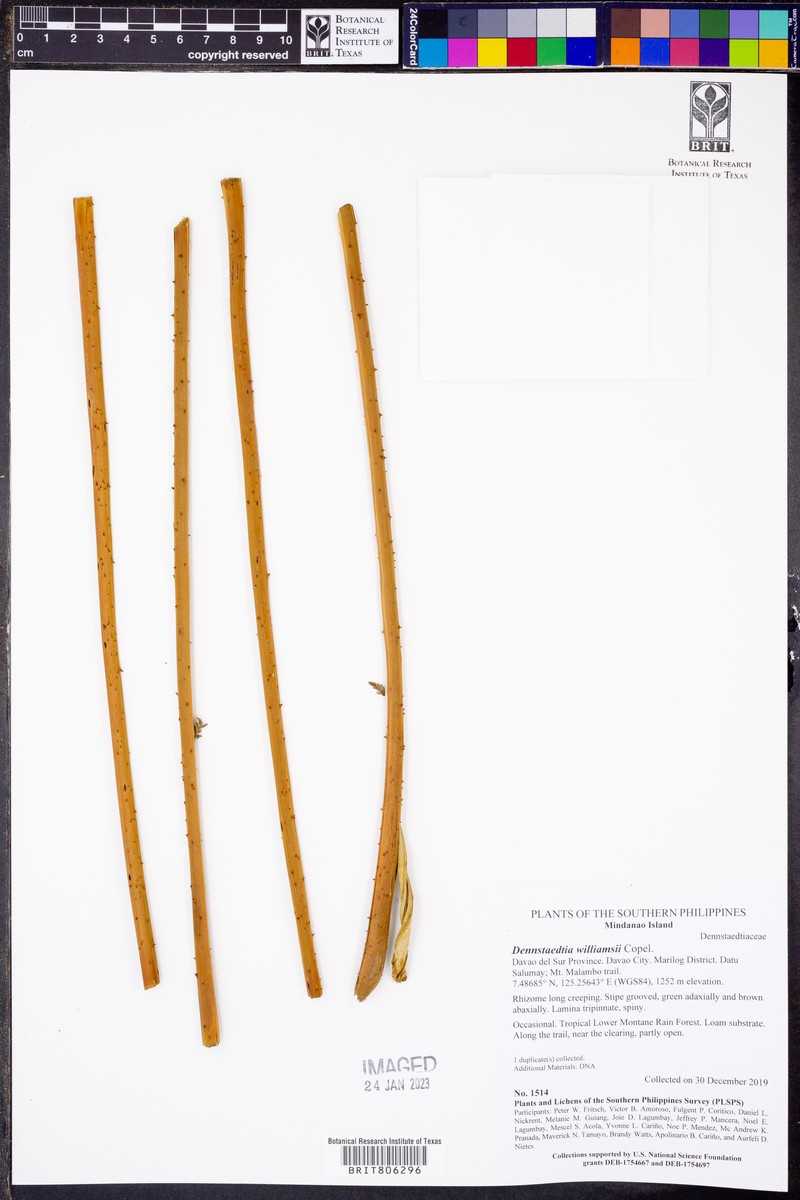 Dennstaedtia williamsii