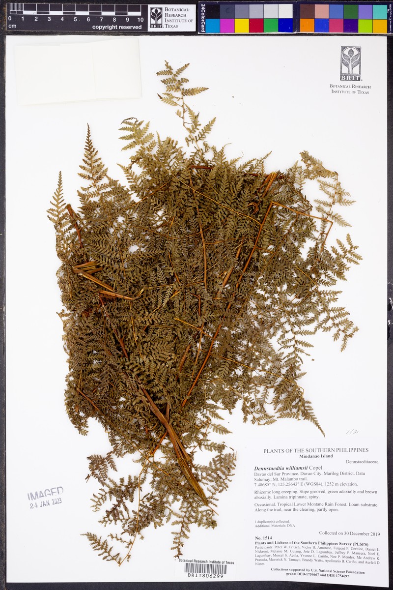 Dennstaedtia williamsii photo 2