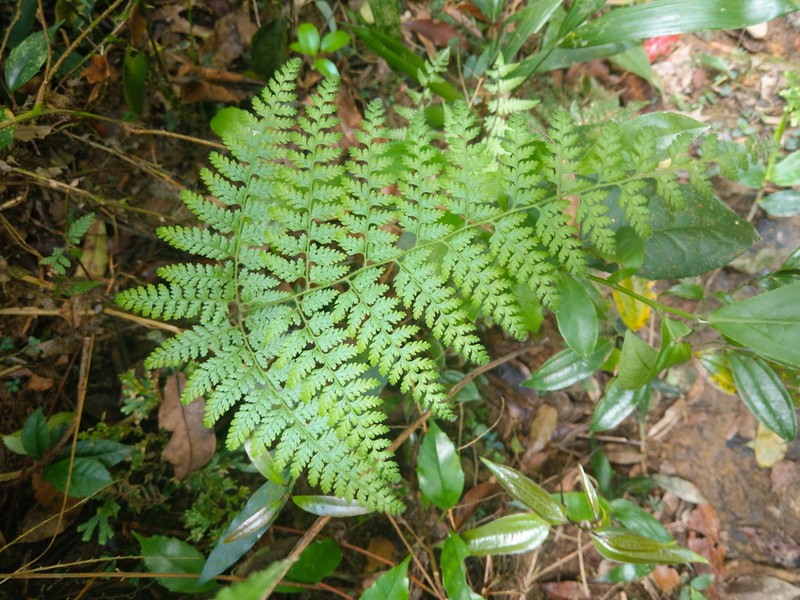 Dennstaedtia zeylanica
