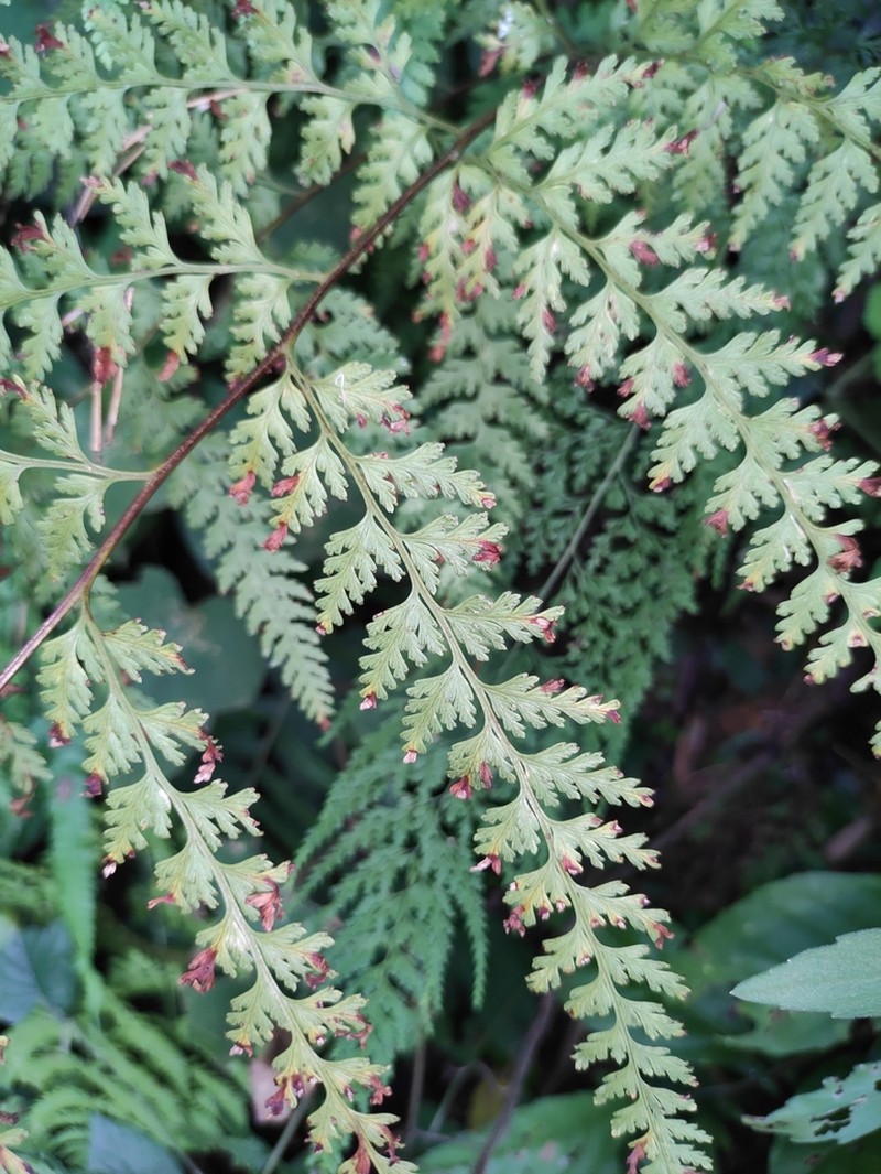 Dennstaedtia zeylanica photo 2