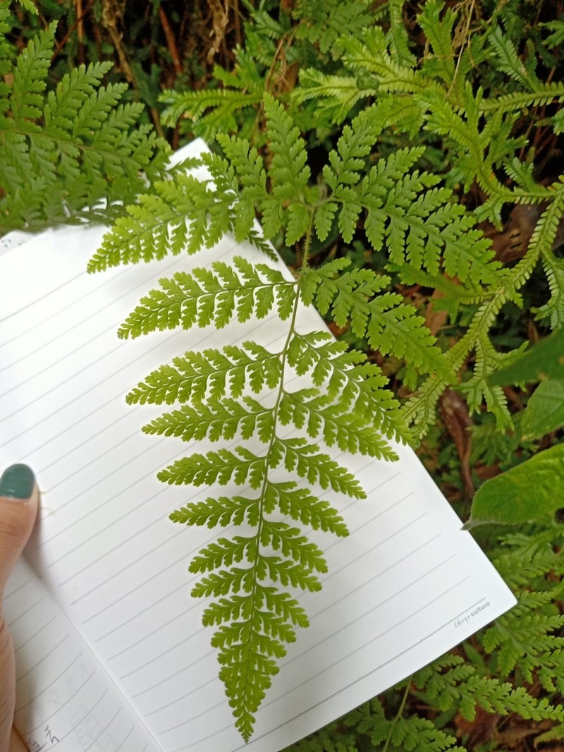 Dennstaedtia zeylanica photo 3