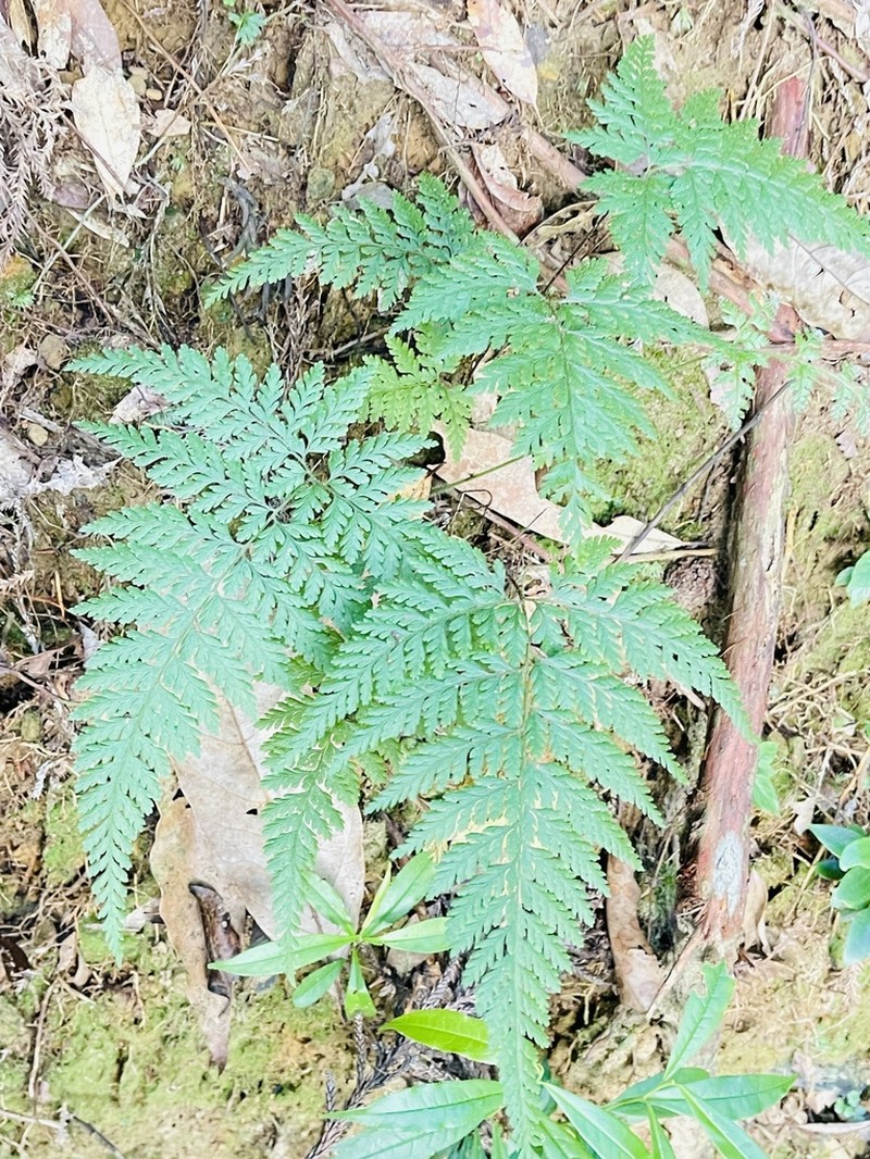Dennstaedtia zeylanica photo 4