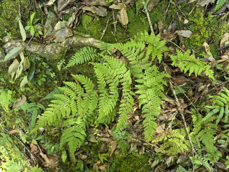 Dennstaedtia zeylanica photo 5