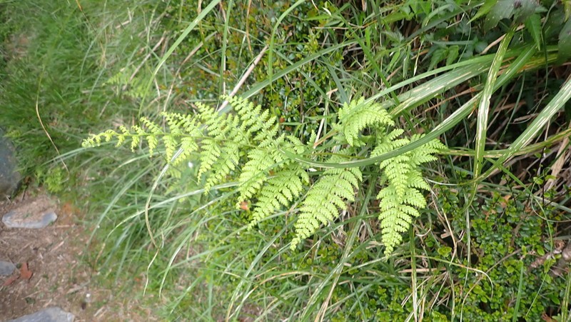 Dennstaedtia zeylanica photo 6