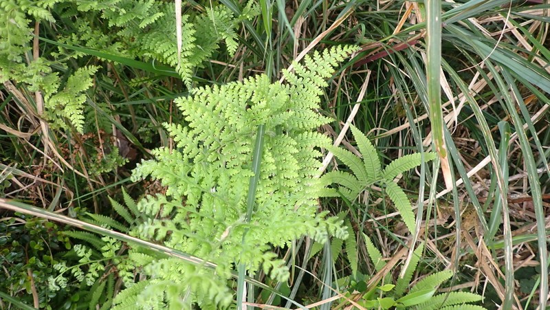 Dennstaedtia zeylanica photo 7