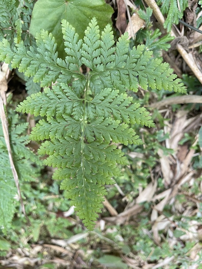 Dennstaedtia zeylanica photo 8