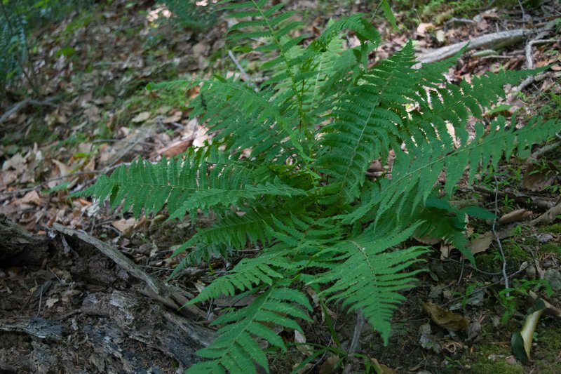 Silver False Spleenwort