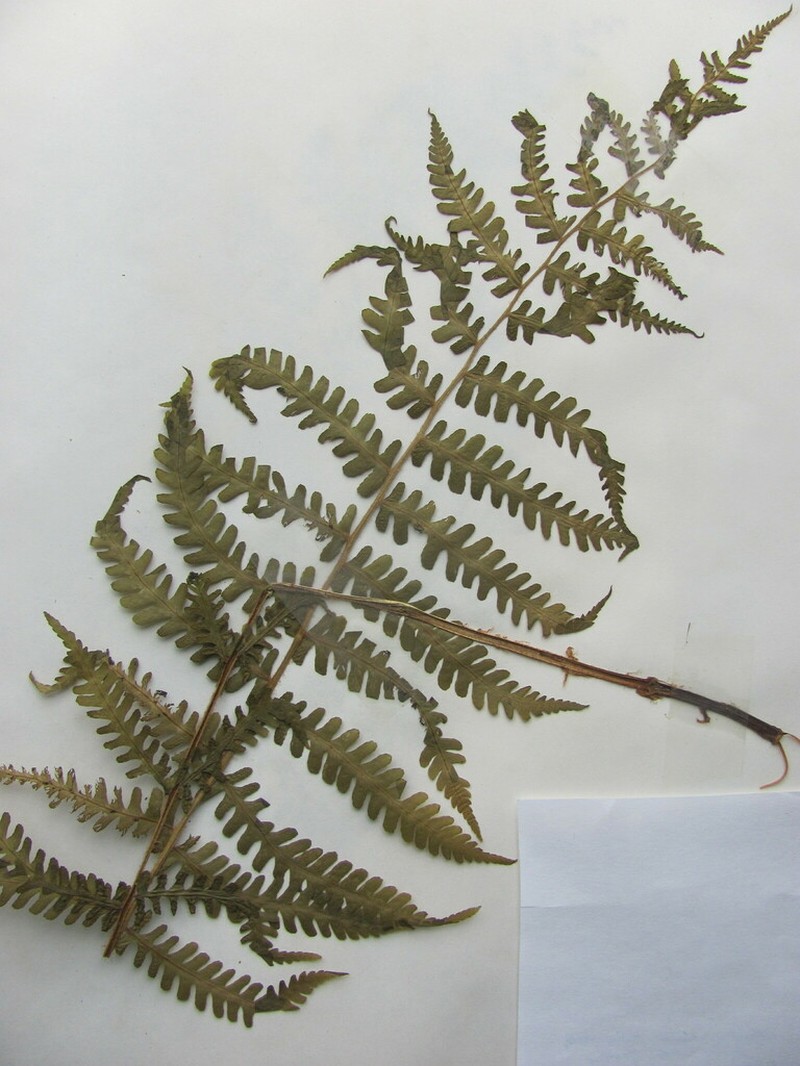 Silver False Spleenwort