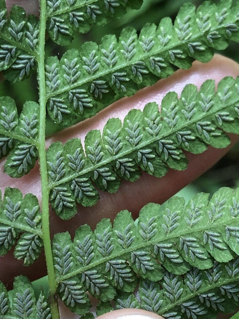 Silver False Spleenwort photo 2