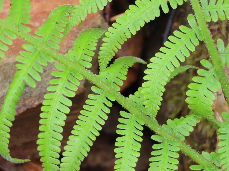 Silver False Spleenwort photo 3