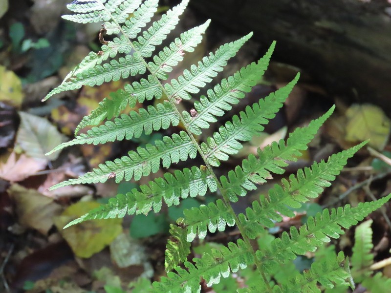 Silver False Spleenwort photo 4