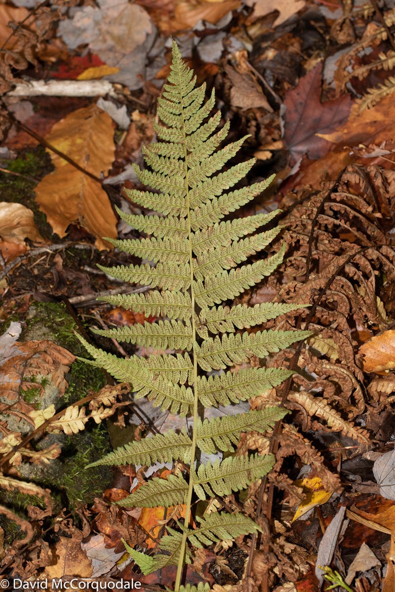 Silver False Spleenwort photo 5