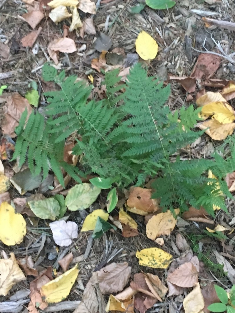 Silver False Spleenwort photo 6
