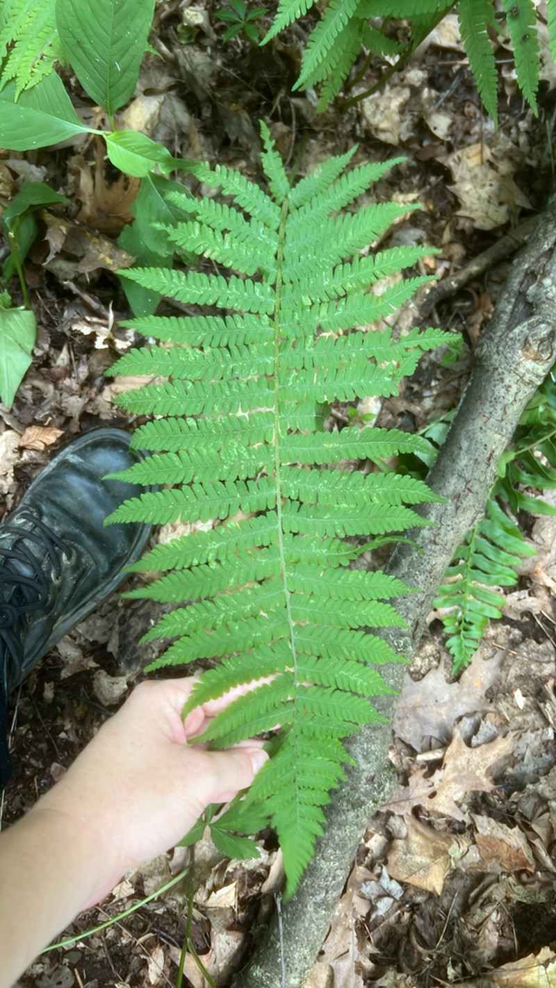 Silver False Spleenwort photo 7