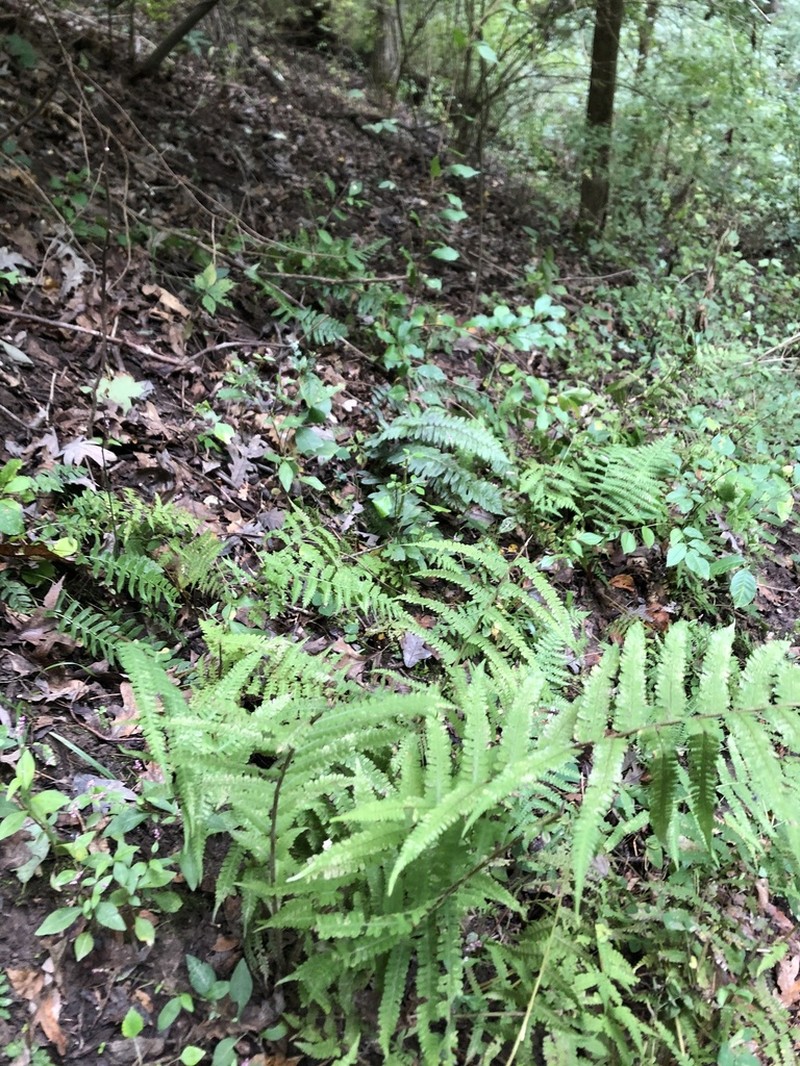 Silver False Spleenwort photo 8