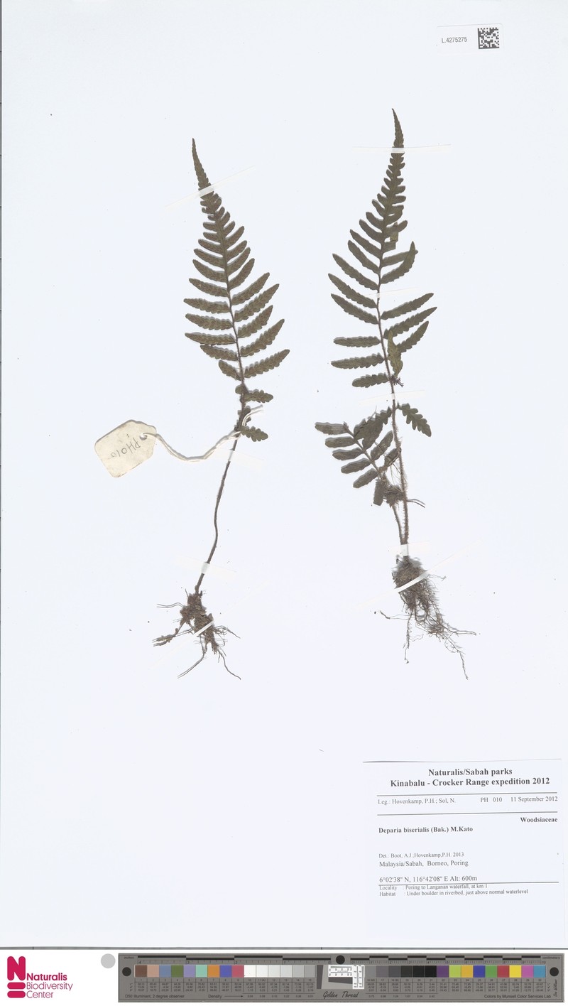 Deparia biserialis