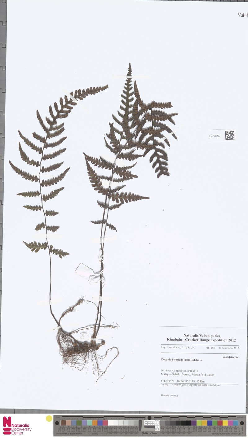 Deparia biserialis photo 2