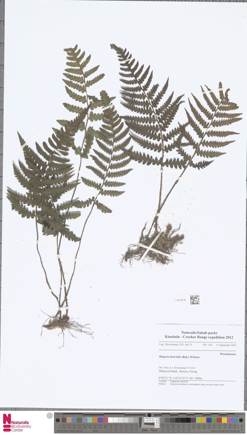 Deparia biserialis photo 3