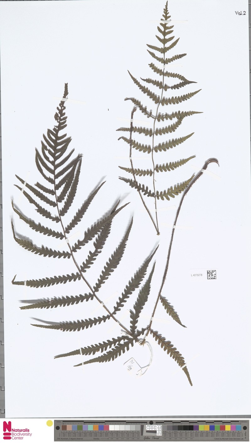 Deparia biserialis photo 4