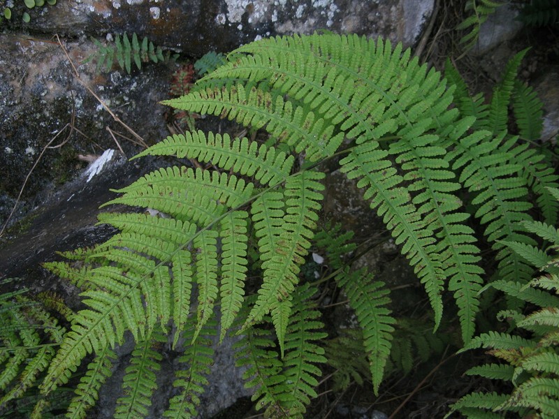 Deparia boryana