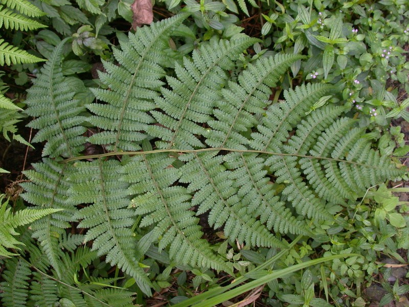 Deparia boryana photo 4
