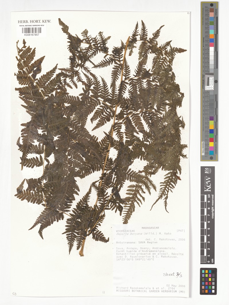 Deparia boryana subsp. boryana