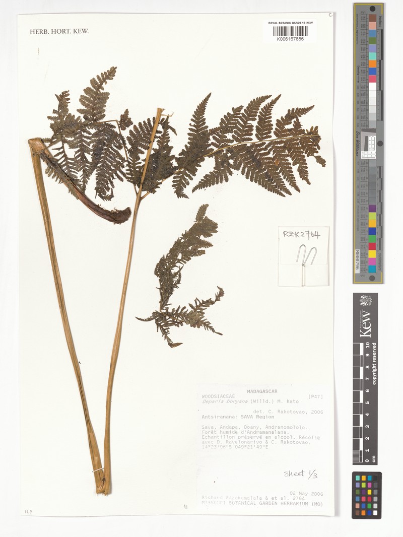 Deparia boryana subsp. boryana photo 2