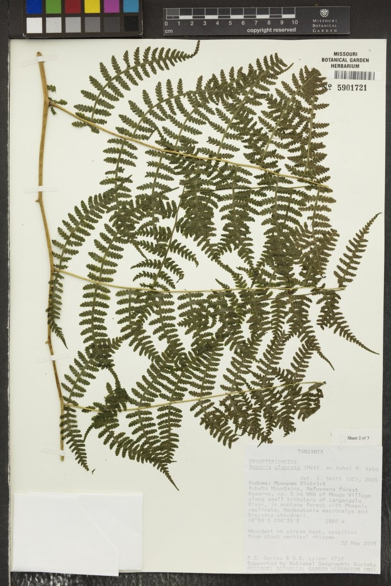 Deparia boryana subsp. boryana photo 4