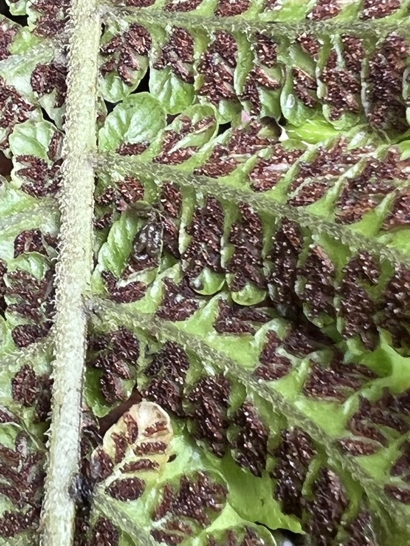 False Spleenwort photo 2