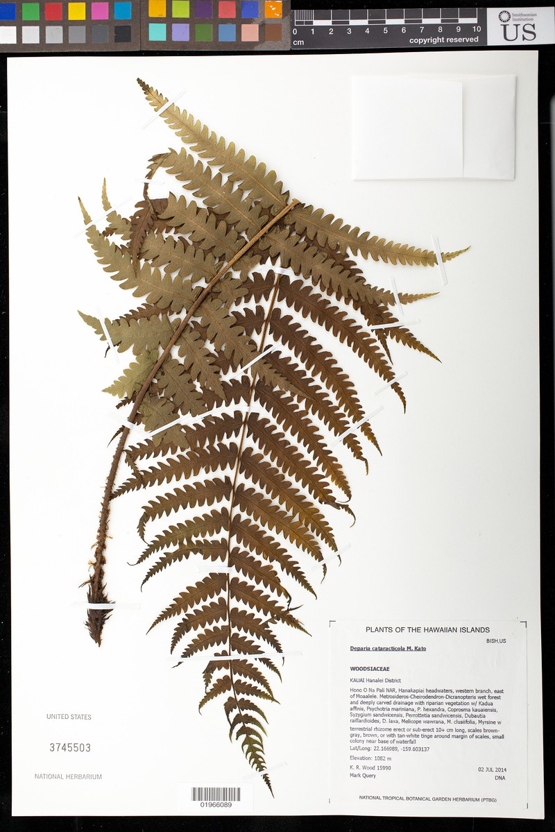 False Spleenwort photo 3