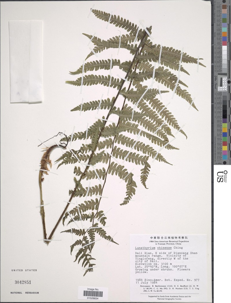 Deparia chinensis