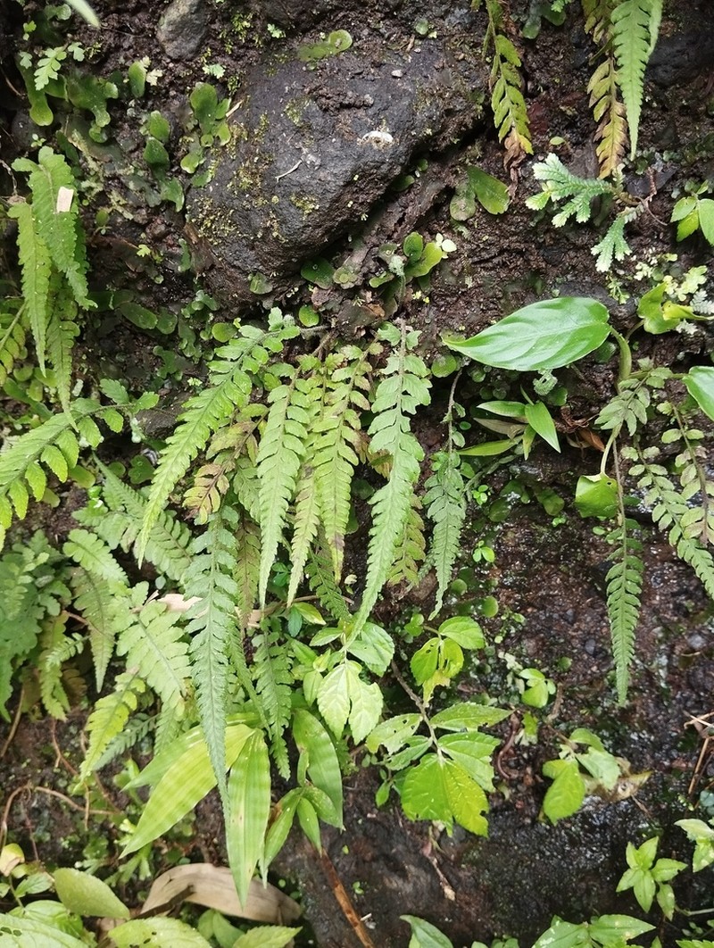 Deparia confluens