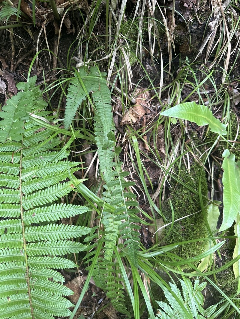 Deparia conilii