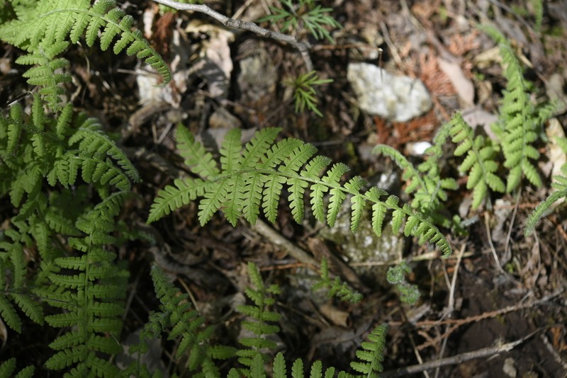 Deparia conilii photo 6