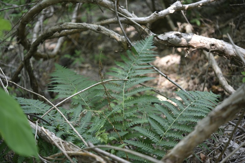 Deparia coreana photo 2