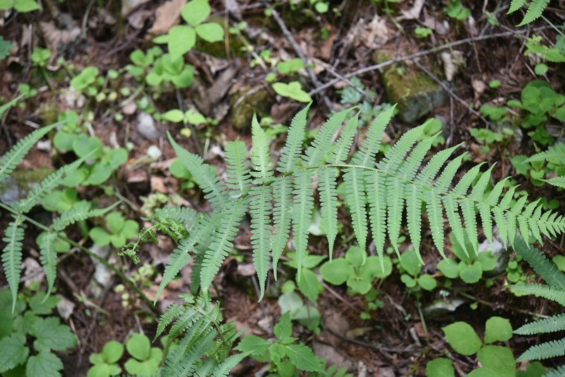 Deparia coreana photo 8