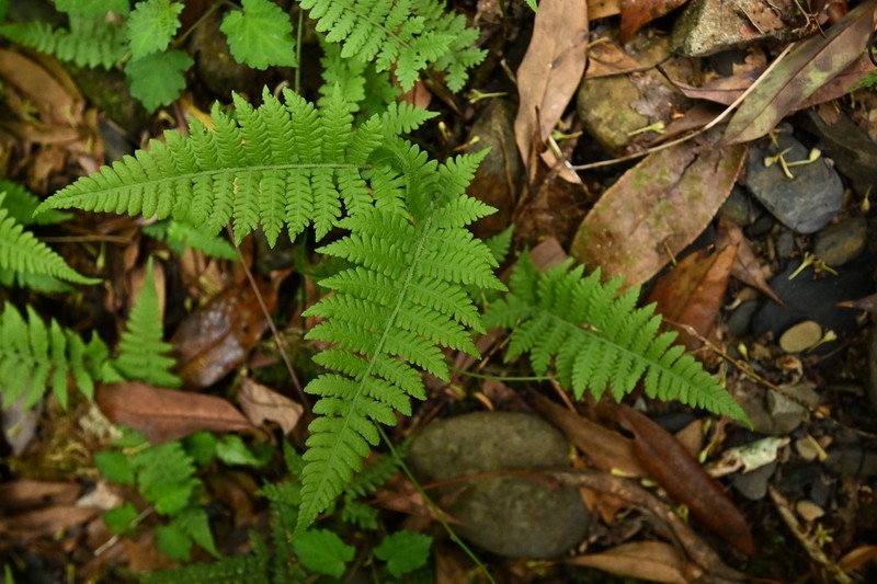 Deparia deflexa