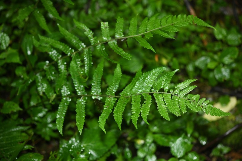Deparia dickasonii