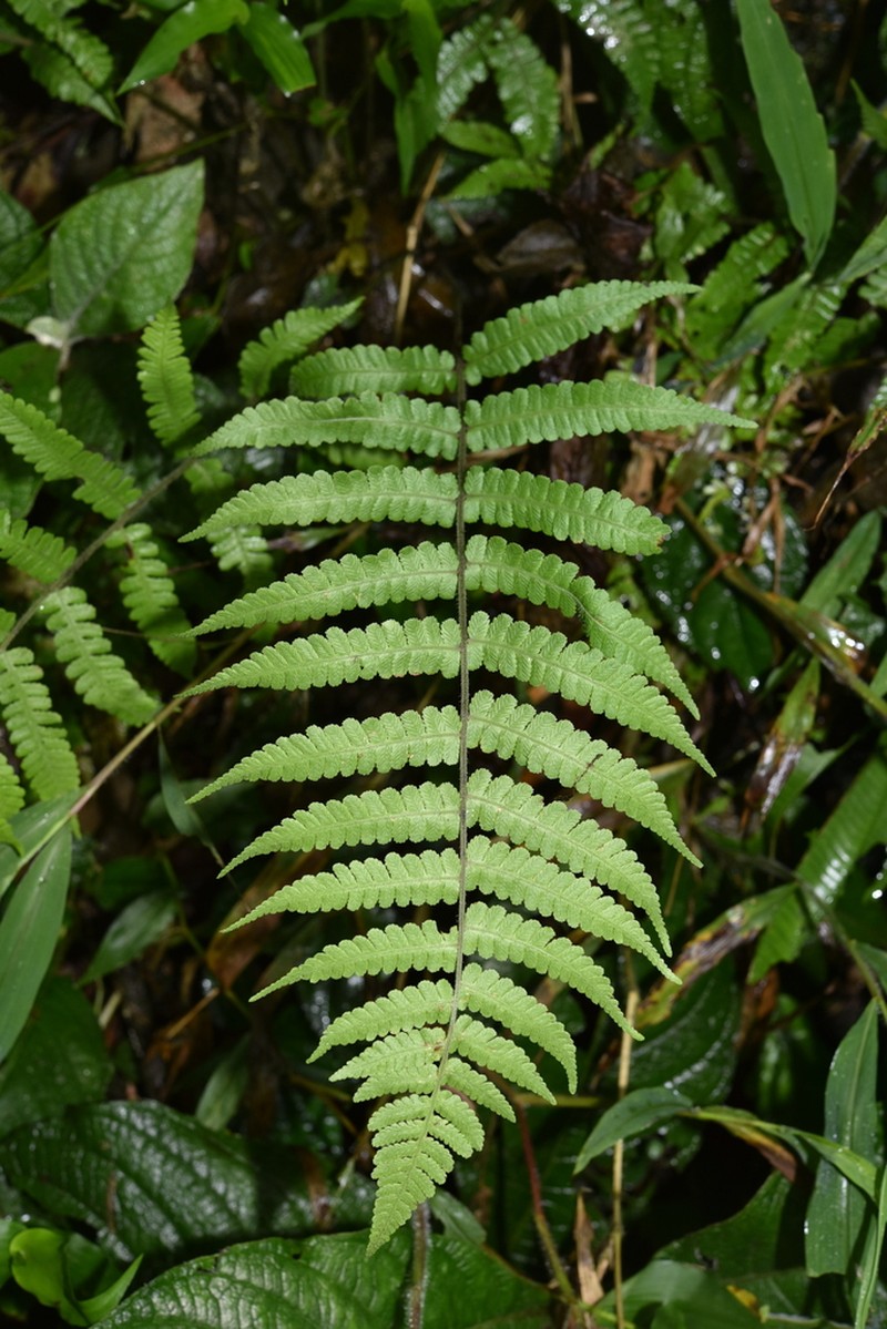 Deparia dickasonii photo 2