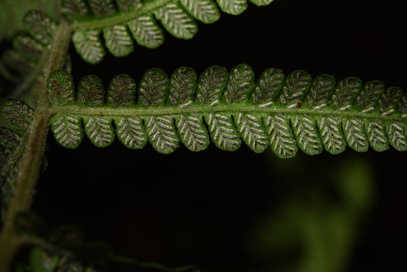 Deparia dickasonii photo 3