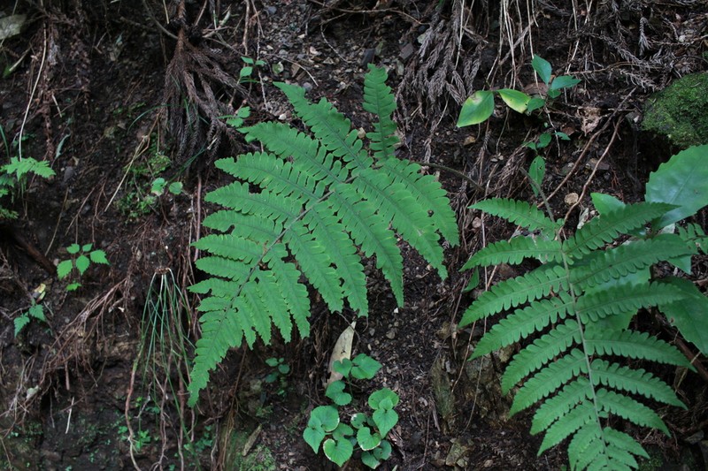 Deparia dimorphophylla