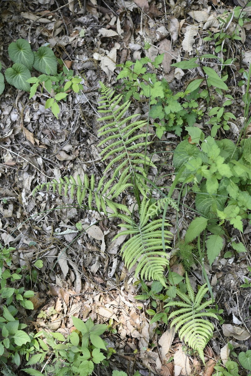 Deparia dimorphophylla photo 2