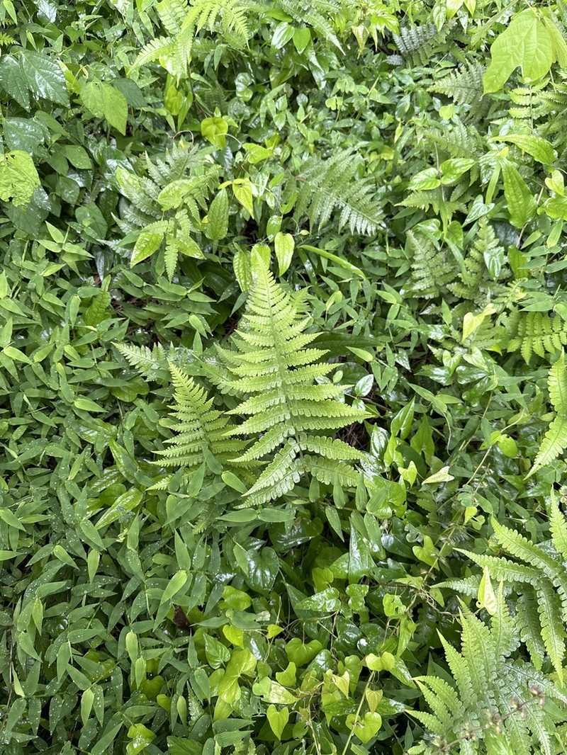 Deparia dimorphophylla photo 3
