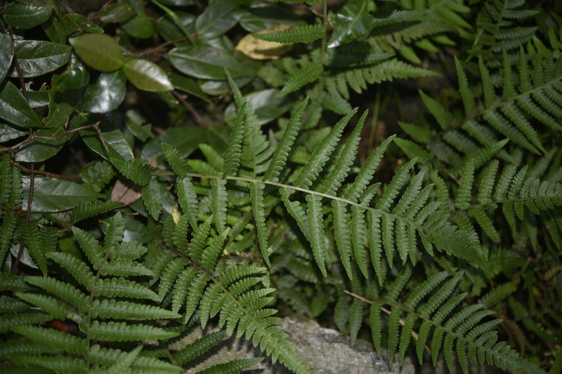 Deparia dimorphophylla photo 4