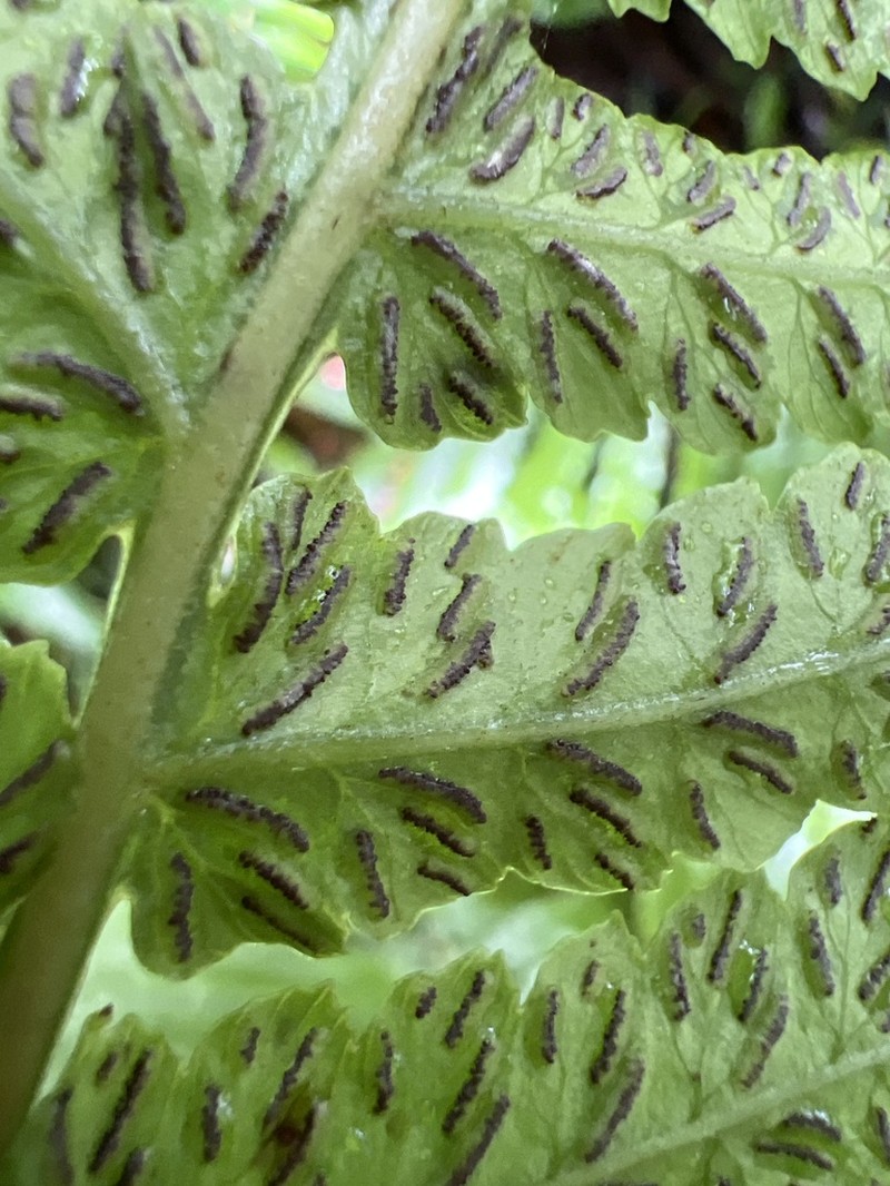 Fenzl's False Spleenwort