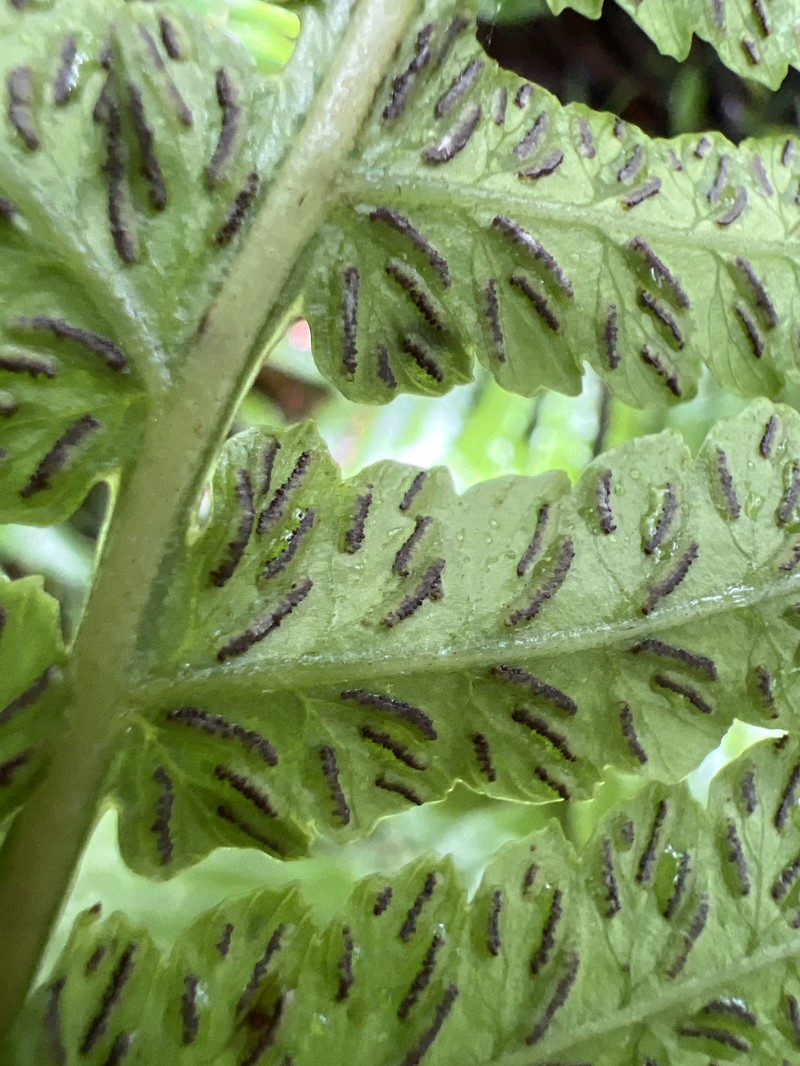 Fenzl's False Spleenwort photo 2
