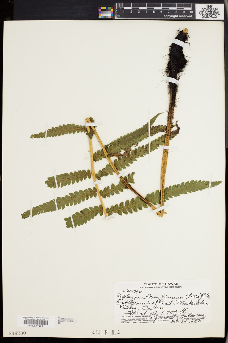 Fenzl's False Spleenwort photo 3