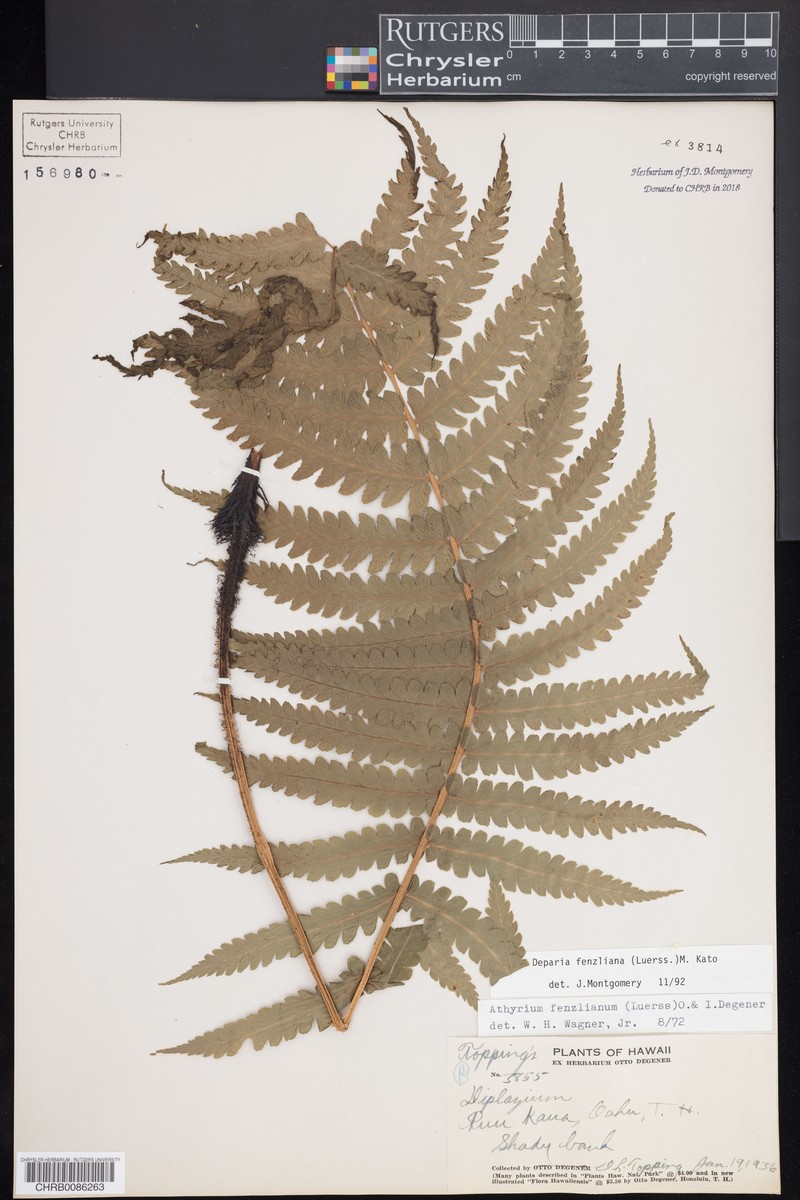 Fenzl's False Spleenwort photo 4