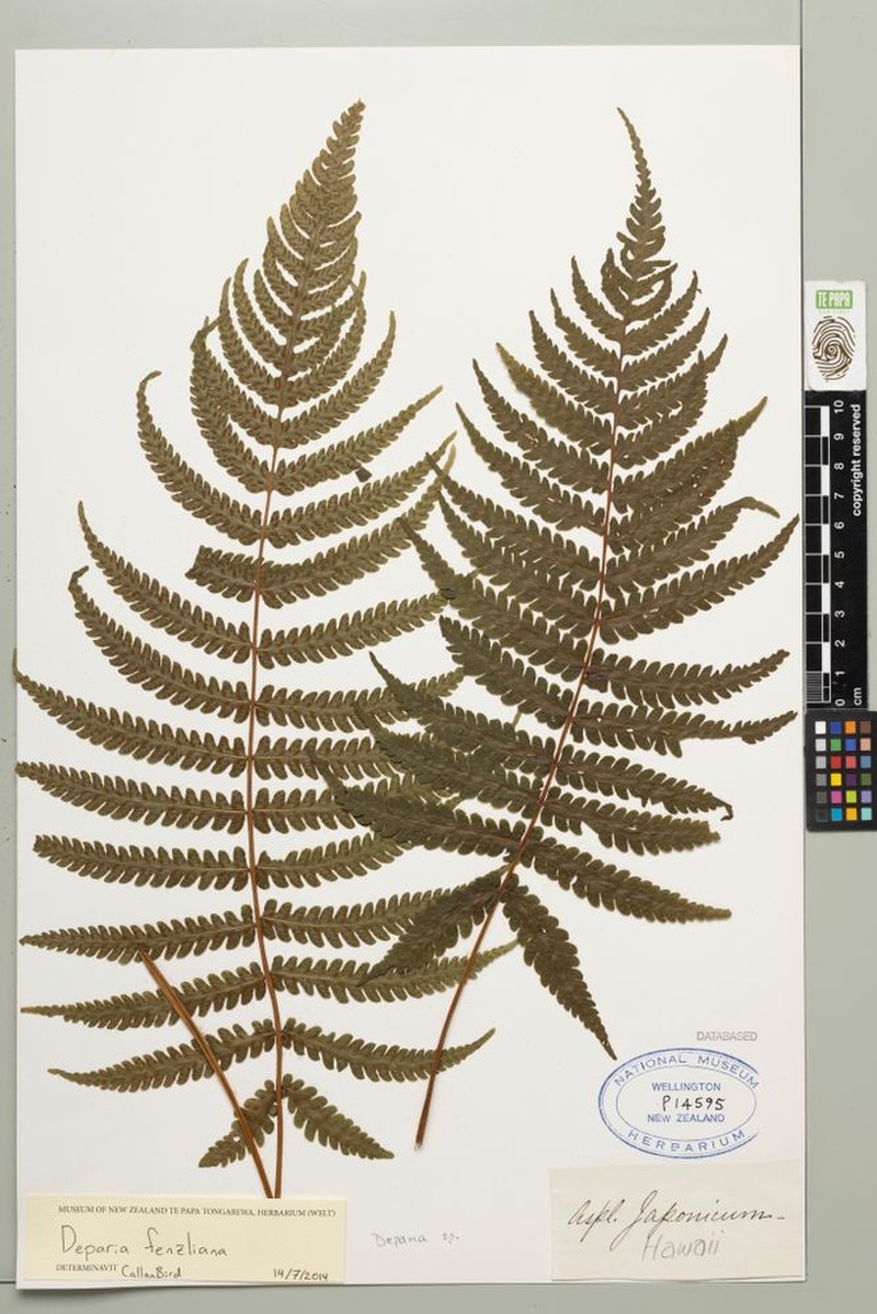 Fenzl's False Spleenwort photo 5